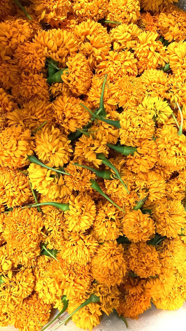 Fresh MariGold Flowers | 200-250g Approx